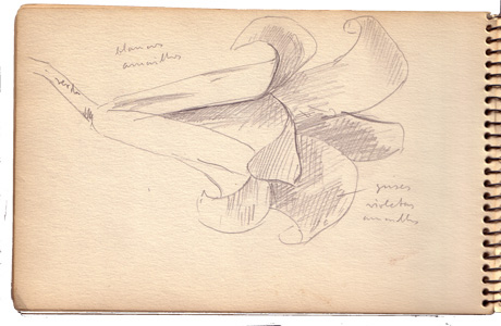 Flower Study