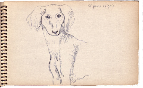 Staring Dog