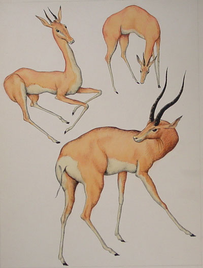 Antelope