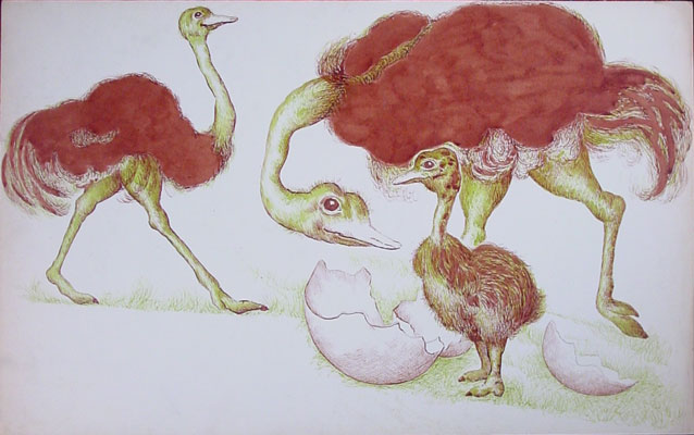 Baby Ostrich