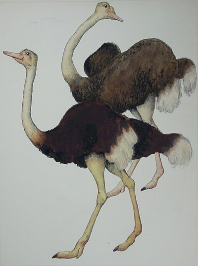 Ostriches