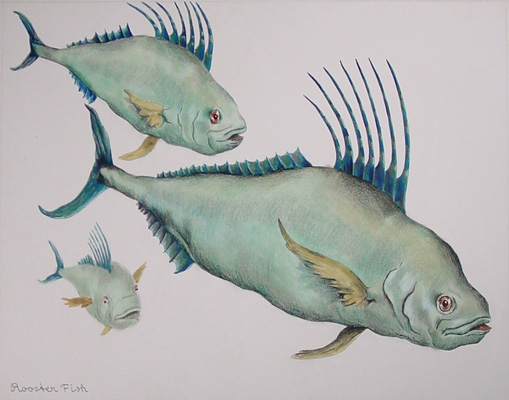 Rooster Fish