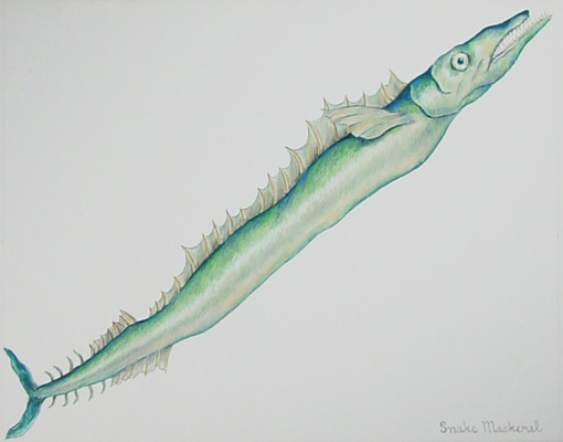 Snake Mackerel