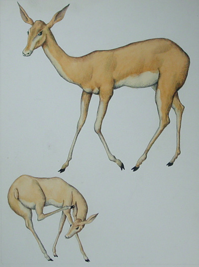 Deer