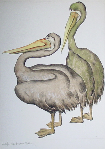 pelicans