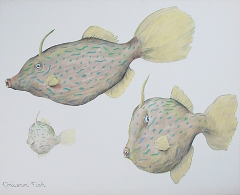 Unicorn Fish